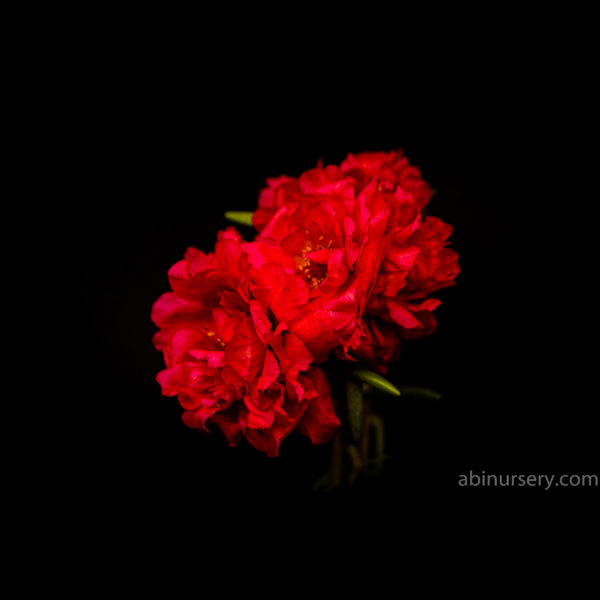 Red Multi-layer Table Rose