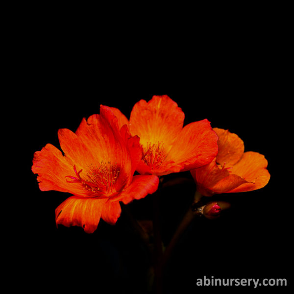 Dark Orange with Yellow Single-layer Table Rose