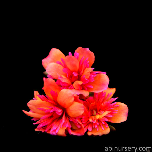 Orange with Pink Cinderella Table Rose