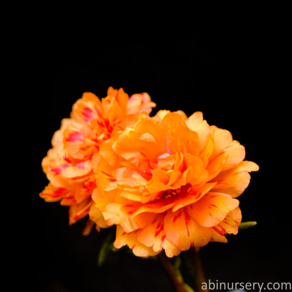 Orange with Pink Multi-layer Table Rose