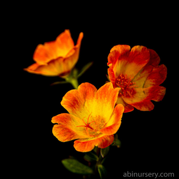 Orange with Yellow Single-layer Table Rose