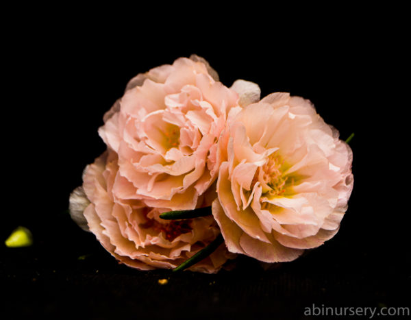 Peach Multi-layer Table Rose