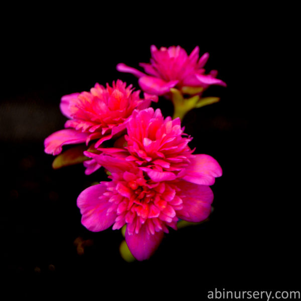 Purple Cinderella Table Rose