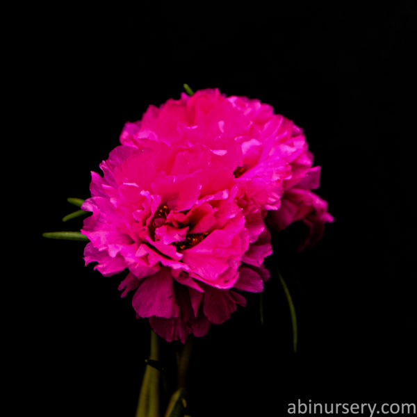 Purple Multi-layer Table Rose