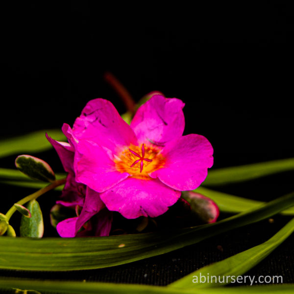 Pink Single-layer Table Rose