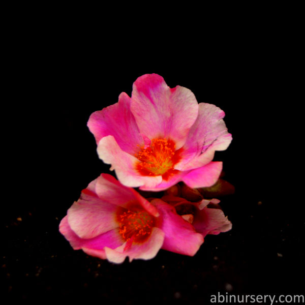 Pink with Red Single-layer Table Rose