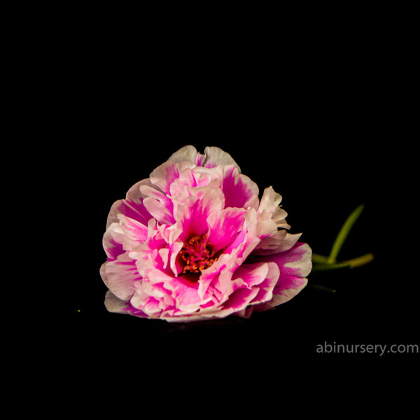 Pink with White Multi-layer Table Rose