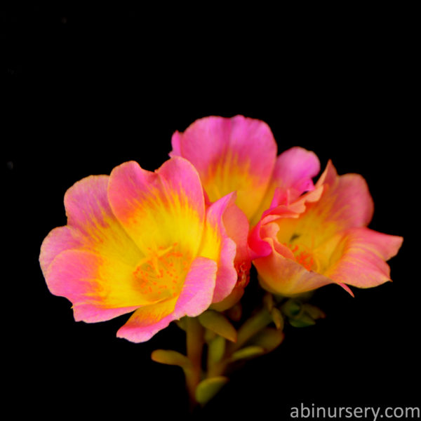 Pink with Yellow Single-layer Table Rose