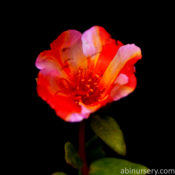 Red-Yellow-Pink Single-layer Table Rose