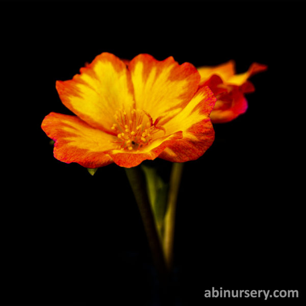 Red with Yellow Single-layer Table Rose