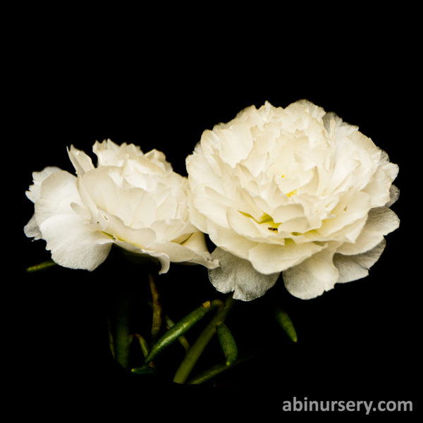 White Multi-layer Table Rose