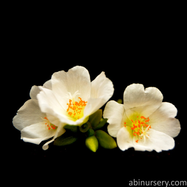 White Single-layer Table Rose