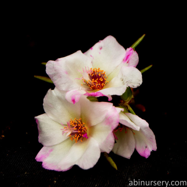 White with Pink Single-layer Table Rose