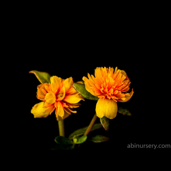 Yellow Cinderella Table Rose