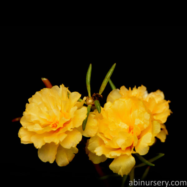 Yellow Multi-layer Table Rose