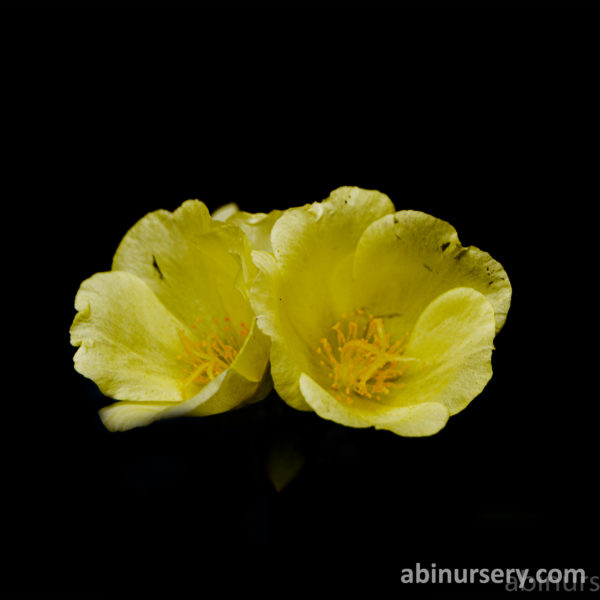 Yellow Single-layer Table Rose