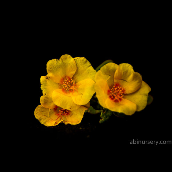 Yellow with Orange Shade Single-layer Table rose