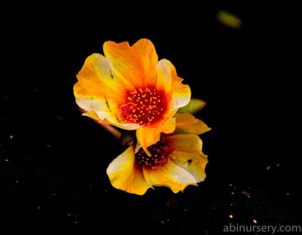 Yellow-White-Red Single-layer Table Rose