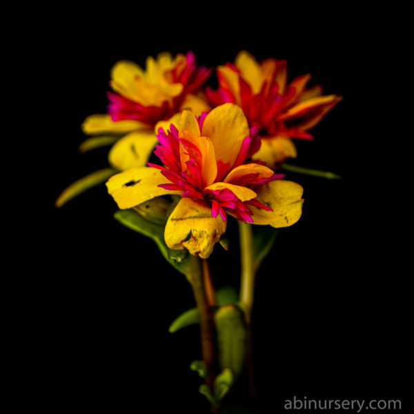 Yellow with Pink Cinderella Table Rose