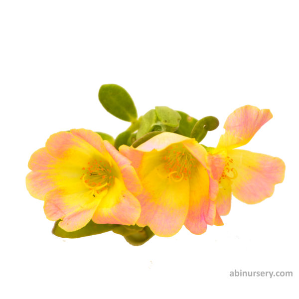 Baby Pink with Yellow Single-layer Table Rose