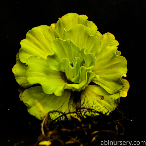 Water Lettuce Aquatic Plant