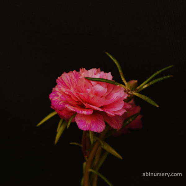 Light Pink Multi-layer Table Rose