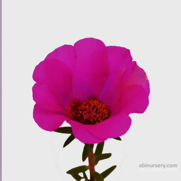 Purple Jumbo Single-layer Table Rose