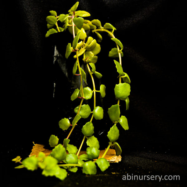 Tangled Heart Plant