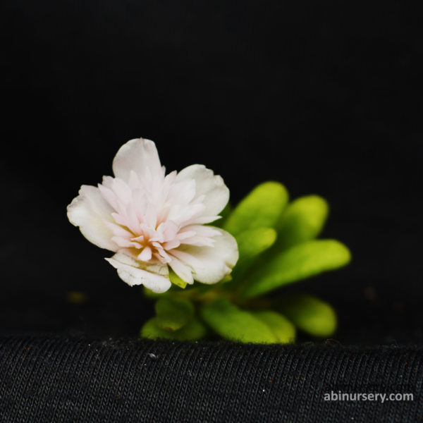 White Cindrella Table Rose