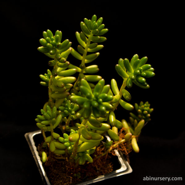 Sedum Rubrotinctum Pork and Beans Succulent Plant