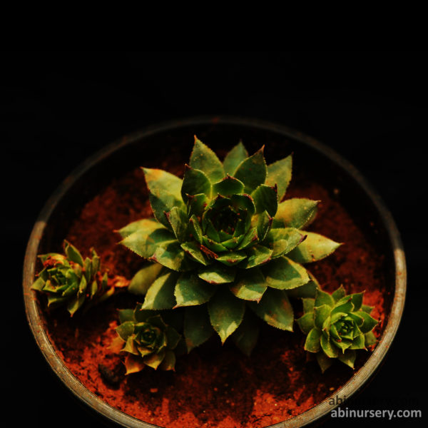 Sempervivum Green Wheel, Houseleek, Lakshmi Kamal Succulent Plant