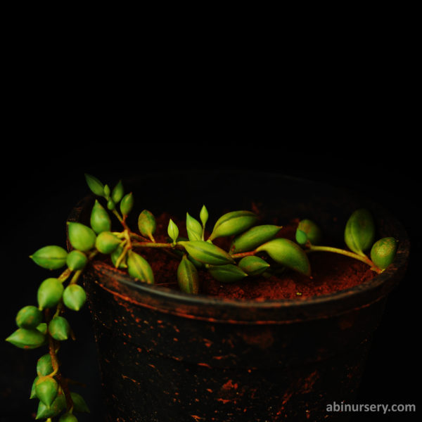 Senecio Rowleyanus Succulent Plant (String of Tears)